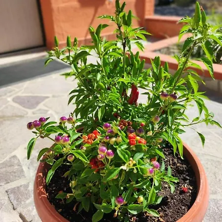 Civico 185 ベッド・アンド・ブレックファスト