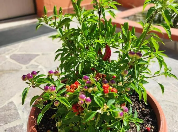 Civico 185 住宿加早餐酒店