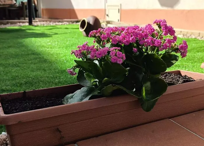 Civico 185 住宿加早餐酒店